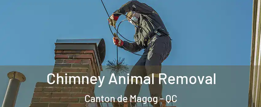 Chimney Animal Removal Canton de Magog - QC