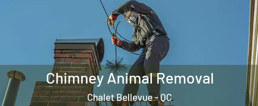 Chimney Animal Removal Chalet Bellevue - QC