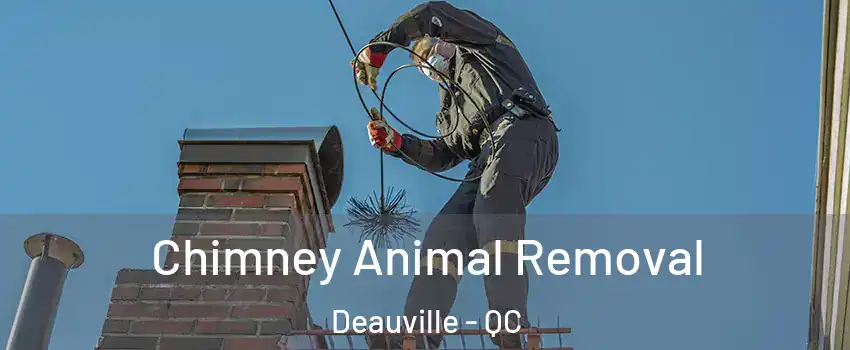 Chimney Animal Removal Deauville - QC