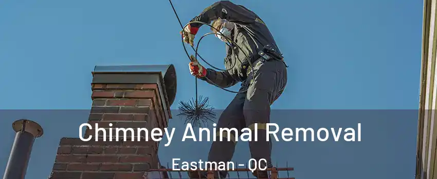 Chimney Animal Removal Eastman - QC