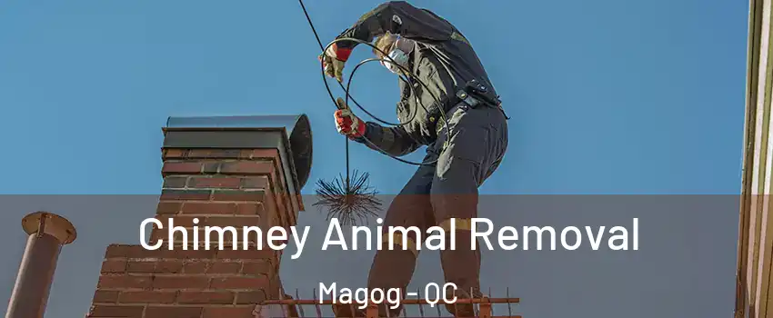 Chimney Animal Removal Magog - QC