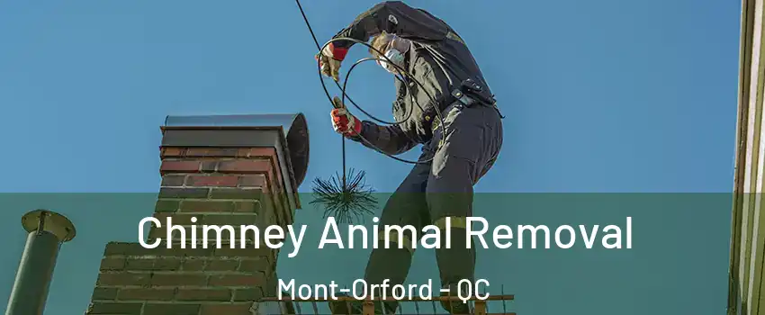 Chimney Animal Removal Mont-Orford - QC