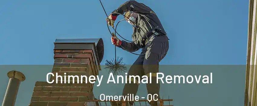 Chimney Animal Removal Omerville - QC