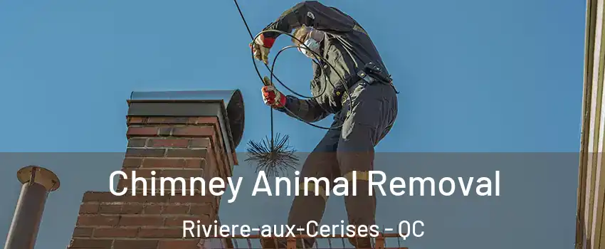 Chimney Animal Removal Riviere-aux-Cerises - QC