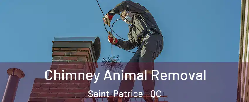 Chimney Animal Removal Saint-Patrice - QC
